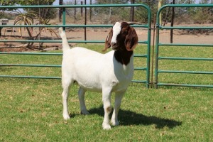 1X BOER GOAT FLOCK 39-328 DOE PW BOTHA BOER GOAT