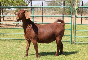 1X KALAHARI RED FLOCK R 39-363 DOE PW BOTHA BOER GOAT