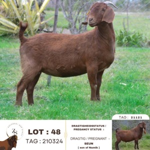 1X KALAHARI RED FLOCK TEAT 39-403 PREGNANT DOE ZAANRI SNYMAN KALAHARI REDS