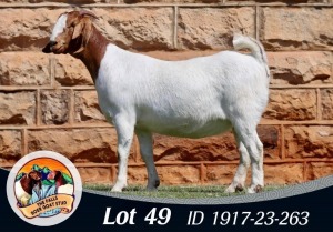 1X BOER GOAT STUD 39-253 DOE THE FALLS BOERGOAT STUD