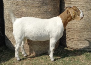 1X BOER GOAT FLOCK 39-368 DOE KAMEELDORING BBS