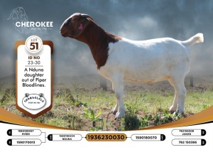 1X BOER GOAT FLOCK 38-444 DOE CHEROKEE BOERGOAT STUD