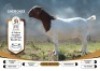 1X BOER GOAT FLOCK 38-444 DOE CHEROKEE BOERGOAT STUD