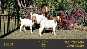 1+2X BOER GOAT FLOCK 39-376 DOE ERIK MEYER BOERBOK STOET