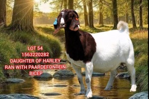 1X BOER GOAT FLOCK COLOR 39-370 PREGNANT DOE SHONGOLOLO BOERBOK STOET