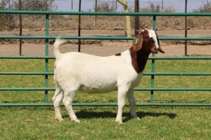 1X BOER GOAT FLOCK 39-349 DOE PW BOTHA BOER GOAT