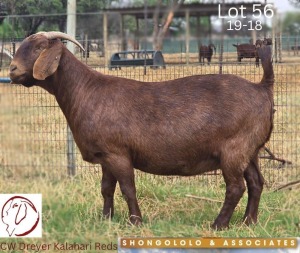 1X KALAHARI RED STUD 39-248 DOE CW DREYER