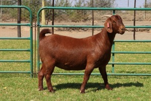 1X KALAHARI RED FLOCK R 39-326 DOE PW BOTHA BOER GOAT