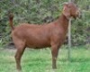1X KALAHARI RED FLOCK 39-431 DOE ZAANRI SNYMAN KALAHARI REDS - 2