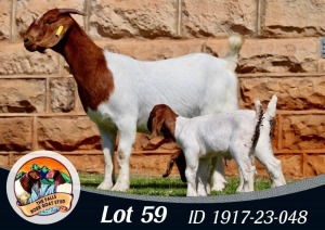 1+2X BOER GOAT STUD 39-243 DOE THE FALLS BOERGOAT STUD