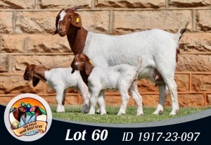 1+2X BOER GOAT FLOCK 39-356 DOE THE FALLS BOERGOAT STUD