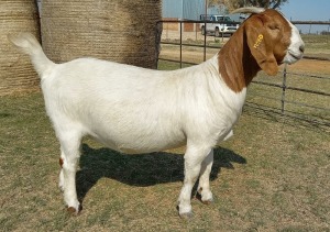 1X BOER GOAT FLOCK 39-421 DOE KAMEELDORING BBS