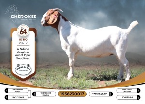 1X BOER GOAT FLOCK 38-484 DOE CHEROKEE BOERGOAT STUD