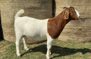 1X BOER GOAT FLOCK 39-494 DOE KAMEELDORING BBS