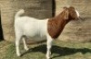 1X BOER GOAT FLOCK 39-494 DOE KAMEELDORING BBS