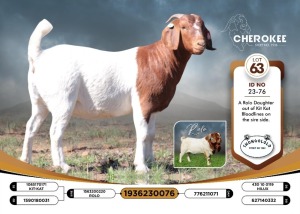 1X BOER GOAT FLOCK 38-439 DOE CHEROKEE BOERGOAT STUD