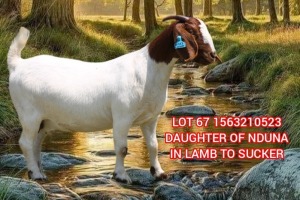 1X BOER GOAT FLOCK COLOR 39-481 PREGNANT DOE SHONGOLOLO BOERBOK STOET