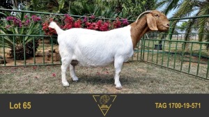 1X BOER GOAT STUD 39-340 DOE ERIK MEYER BOERBOK STOET