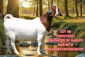 1X BOER GOAT FLOCK 39-483 PREGNANT DOE SHONGOLOLO BOERBOK STOET