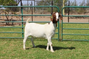 1X BOER GOAT FLOCK 39-352 DOE PW BOTHA BOER GOAT