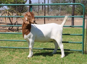 1X BOER GOAT FLOCK 39-437 DOE PW BOTHA BOER GOAT