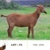 WITHDRAWN - X KALAHARI RED DOE ZAANRI SNYMAN KALAHARI REDS - 2