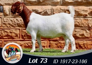 WITHDRAWN - X BOER GOAT PREGNANT DOE THE FALLS BOERGOAT STUD