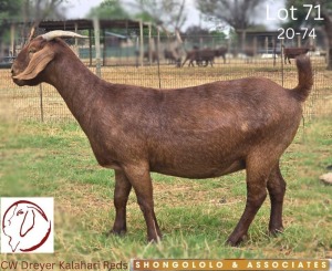 1X KALAHARI RED STUD 39-341 DOE CW DREYER