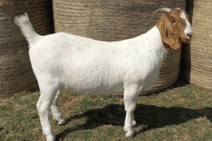 1X BOER GOAT FLOCK 39-436 DOE KAMEELDORING BBS