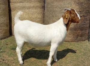 WITHDRAWN - X BOER GOAT DOE KAMEELDORING BBS