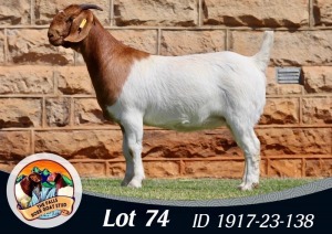 1X BOER GOAT FLOCK COLOR 39-380 DOE THE FALLS BOERGOAT STUD