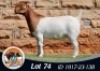 1X BOER GOAT FLOCK COLOR 39-380 DOE THE FALLS BOERGOAT STUD