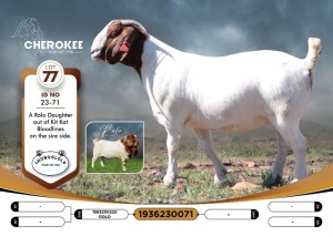 1X BOER GOAT FLOCK 38-442 PREGNANT DOE CHEROKEE BOERGOAT STUD