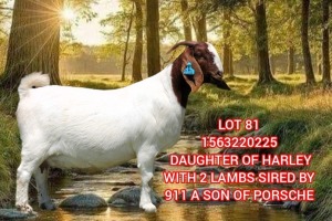 1+2X BOER GOAT STUD 21-188 DOE SHONGOLOLO BOERBOK STOET