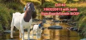 1+1X BOER GOAT FLOCK 39-366 DOE SHONGOLOLO BOERBOK STOET