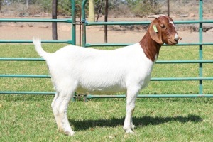 WITHDRAWN - X BOER GOAT DOE PW BOTHA BOER GOAT