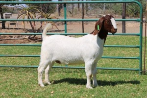 1X BOER GOAT FLOCK 39-488 DOE PW BOTHA BOER GOAT