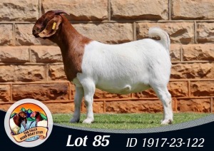 1X BOER GOAT FLOCK 39-377 PREGNANT DOE THE FALLS BOERGOAT STUD