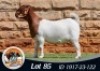 1X BOER GOAT FLOCK 39-377 PREGNANT DOE THE FALLS BOERGOAT STUD