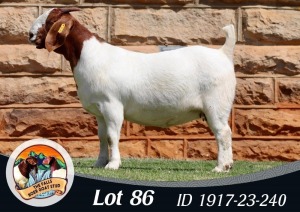 1X BOER GOAT FLOCK 39-458 PREGNANT DOE THE FALLS BOERGOAT STUD