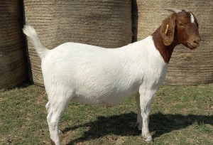 1X BOER GOAT FLOCK 39-426 DOE KAMEELDORING BBS