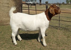 1X BOER GOAT FLOCK 39-375 DOE KAMEELDORING BBS