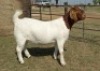 1X BOER GOAT FLOCK 39-375 DOE KAMEELDORING BBS