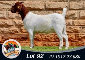 1X BOER GOAT FLOCK 39-365 DOE THE FALLS BOERGOAT STUD