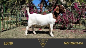 1X BOER GOAT FLOCK 39-496 DOE ERIK MEYER BOERBOK STOET