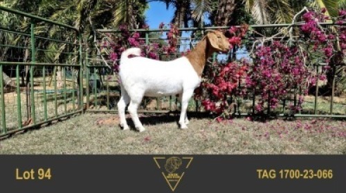 1X BOER GOAT FLOCK 39-440 DOE ERIK MEYER BOERBOK STOET