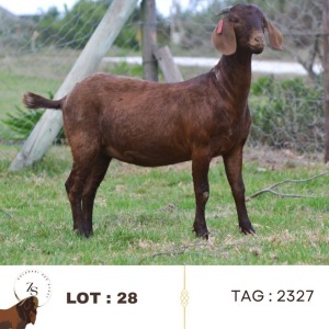 1X KALAHARI RED FLOCK 39-347 DOE ZAANRI SNYMAN KALAHARI REDS