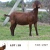 1X KALAHARI RED FLOCK 39-347 DOE ZAANRI SNYMAN KALAHARI REDS