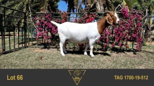 1X BOER GOAT STUD 39-255 PREGNANT DOE ERIK MEYER BOERBOK STOET