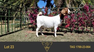 1+2X BOER GOAT FLOCK 39-374 DOE ERIK MEYER BOERBOK STOET